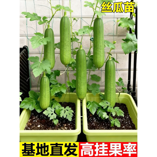 【摘不败】高产特大肉丝瓜