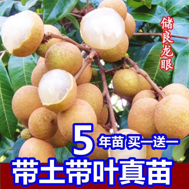 储良龙眼嫁接树苗南北方种植四季无核龙眼苗当年结果盆地栽桂圆苗