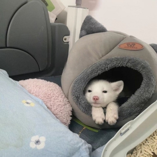 宠物雪狐狸幼狐活物活体幼崽小型懒人宿舍萌宠家养白狐可爱萌宠黑