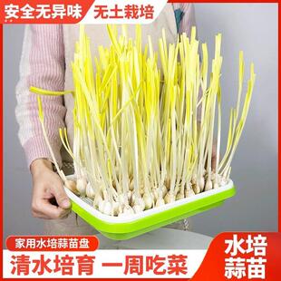 蒜苗蒜黄种植盆发豆芽菜芽苗菜家用育苗盘盒专用水培器皿种蒜神器