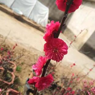 花卉 实物乌梅朱砂梅盆景梅花树桩耐寒开花造型盆栽庭院室内四季