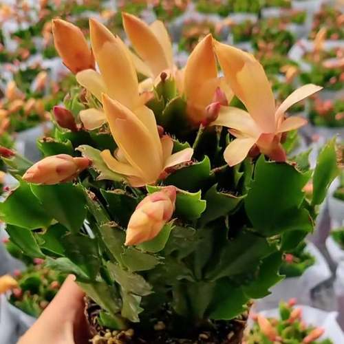 进口新品重瓣大花黄金蟹爪兰花期带花苞室内阳台花卉绿植多色好养