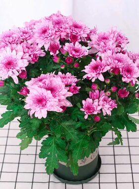四季荷兰菊带花苞乒乓球菊花盆栽室内外阳台庭院花卉绿植耐寒好养
