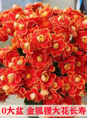 带花苞重瓣大花金狐狸长寿花苗室内办公桌面盆栽好养勤花四季花卉