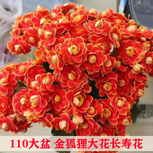 带花苞重瓣大花金狐狸长寿花苗室内办公桌面盆栽好养勤花四季 花卉