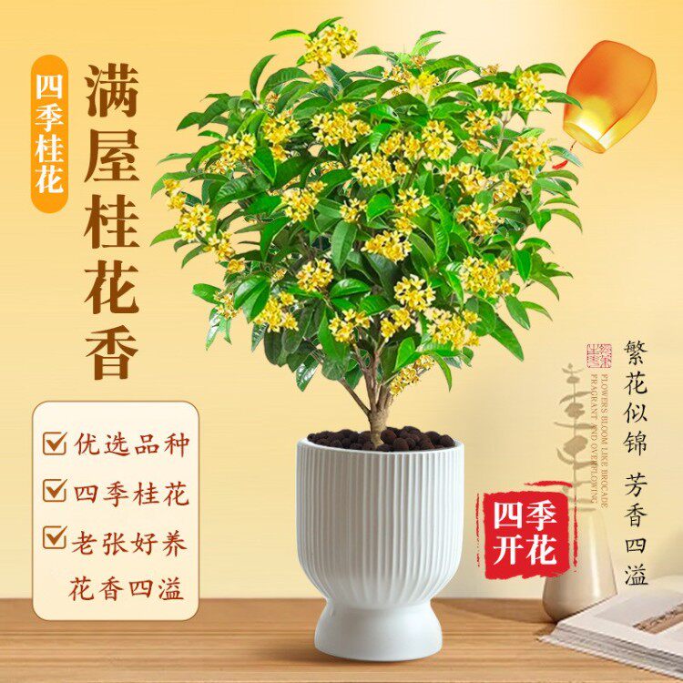 桂花树苗四季桂盆栽花卉盆景植物室内办公室形似马醉木好养活绿植