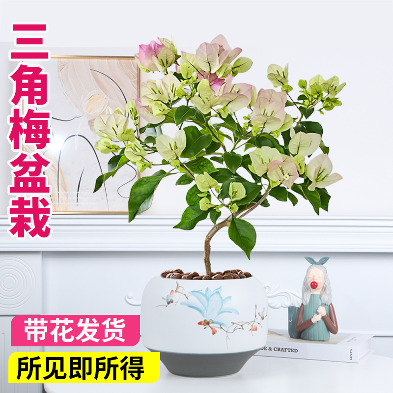 绿樱三角梅盆栽阳台庭院爬藤老桩带花好养花卉多年生好养盆景植物