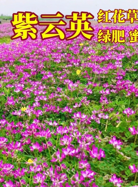 紫云英种子红花草草籽养蜂蜜源固氮果园绿肥植物高产四季牧草种籽