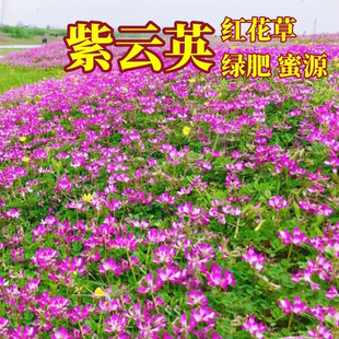 紫云英种子红花草草籽养蜂蜜源固氮果园绿肥植物高产四季牧草种籽