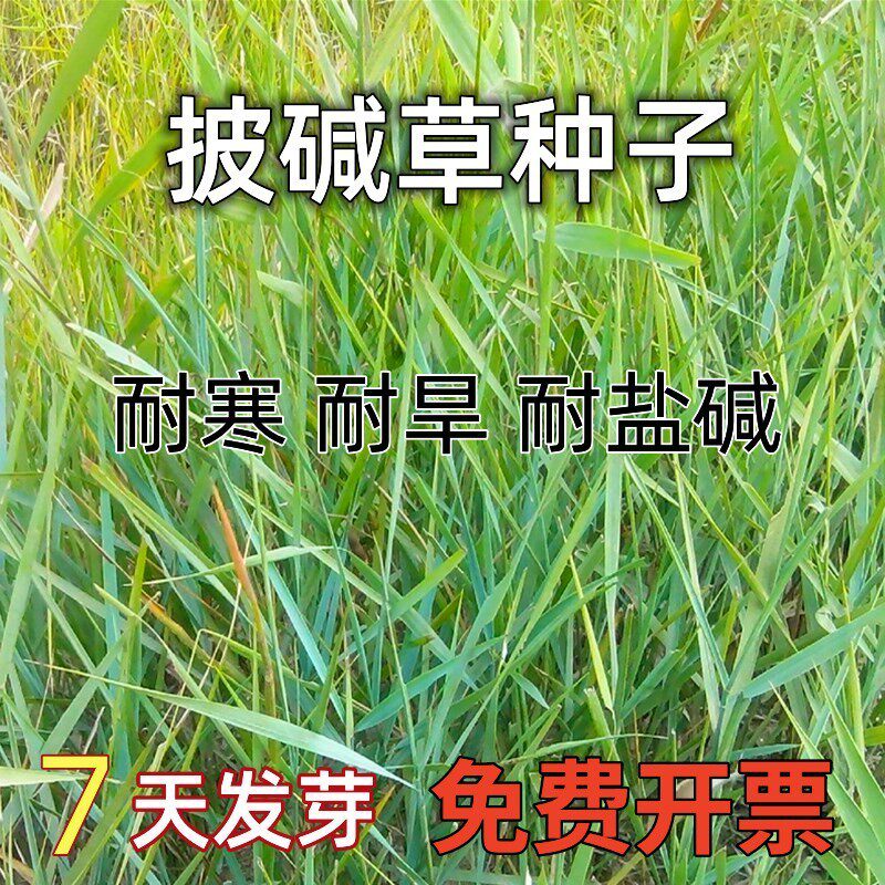 披碱草种子护坡固土草籽矿区盐碱草种子碱茅草矿区沙地绿化