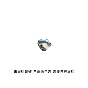 优雅灰蝶未展翅原蝶标本 Jamides euchylas 手工材料天空蓝灰蝶