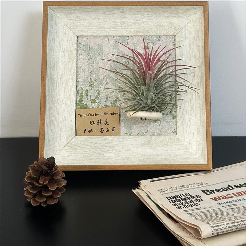 ins空气凤梨套餐懒人现代装饰画框复古桌面室内墙上白木色相框5寸,鲜花速递/花卉仿真/绿植园艺,红掌/凤梨/温室花卉,淘宝优惠券,粉丝福利购,淘宝优惠卷
