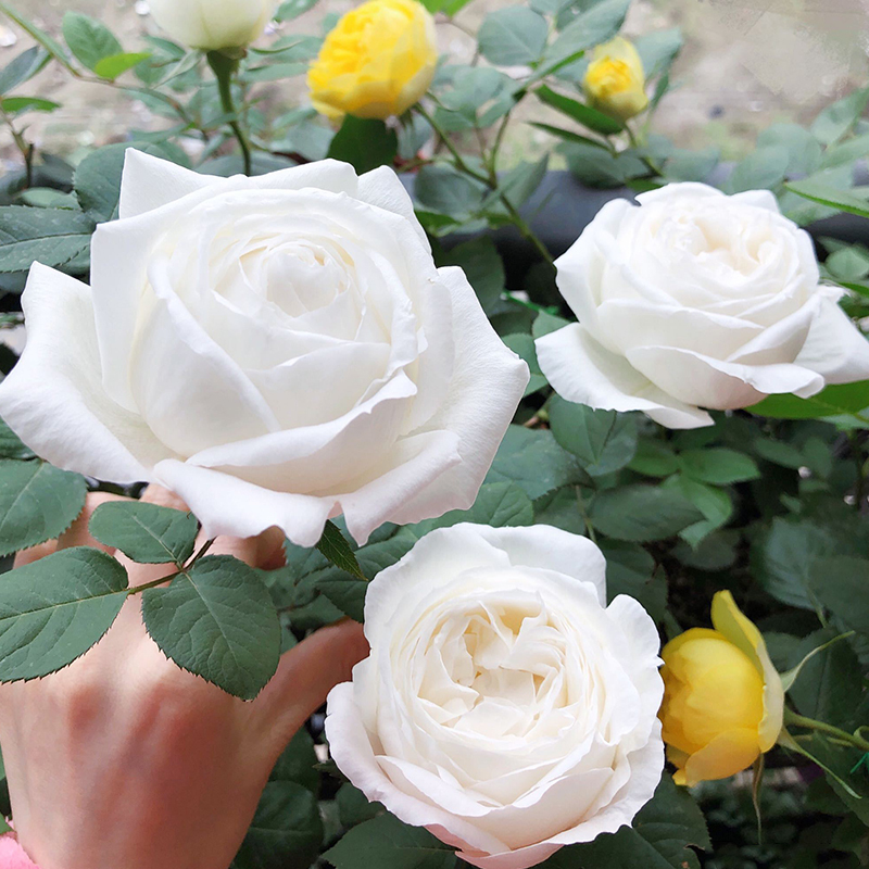 伊芙婚礼之路月季j多季开浓香盆栽灌木阳台玫瑰白色大花庭院勤花