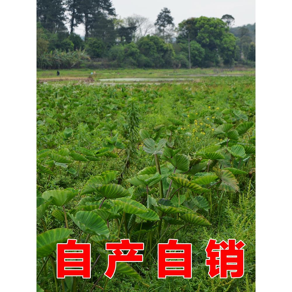 正宗韶关乐昌张溪炮弹香芋种苗 现挖槟榔芋种 新鲜蔬菜芋头种子