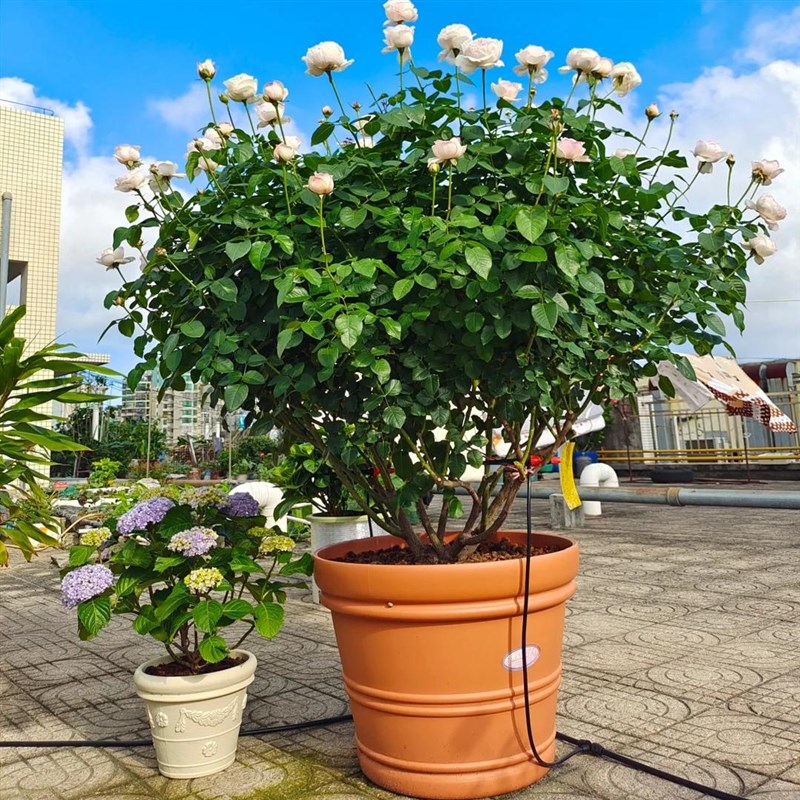 速发浓香型大灌木月季果汁台母本大苗盆栽地栽耐档多高开花季寒耐