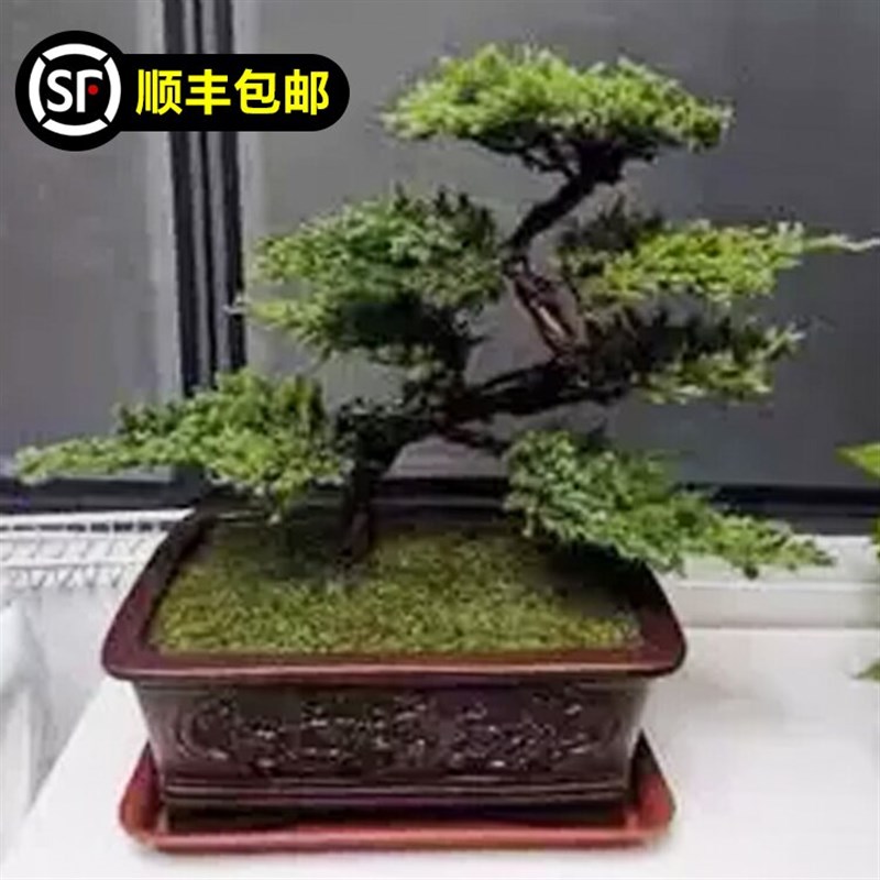 速发常客松盆景摆树盆景玄关室内客厅办公桌小盆栽真件四季迎青植