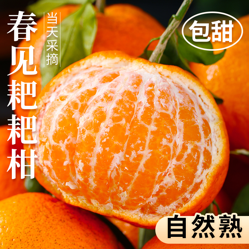 好甜！每年爆卖的四川春见耙耙柑