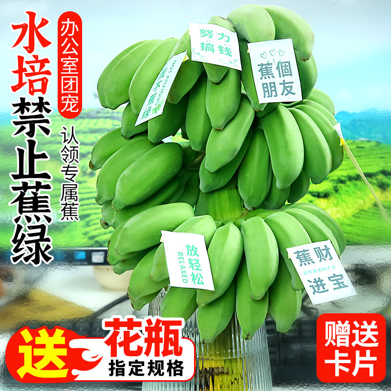 禁止蕉绿水培香蕉新鲜整串青拒绝禁止焦虑香蕉绿植芭蕉水果小米蕉