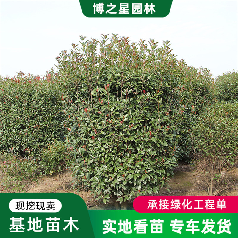 红叶石楠柱庭院围墙绿篱植物四季常青工程绿化风景造型树高杆柱球
