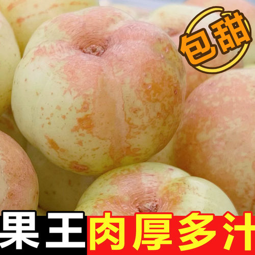 潮汕甜种油柑果现摘油甘果新鲜余甘子牛甘果柿饼甜油柑农家酸水果