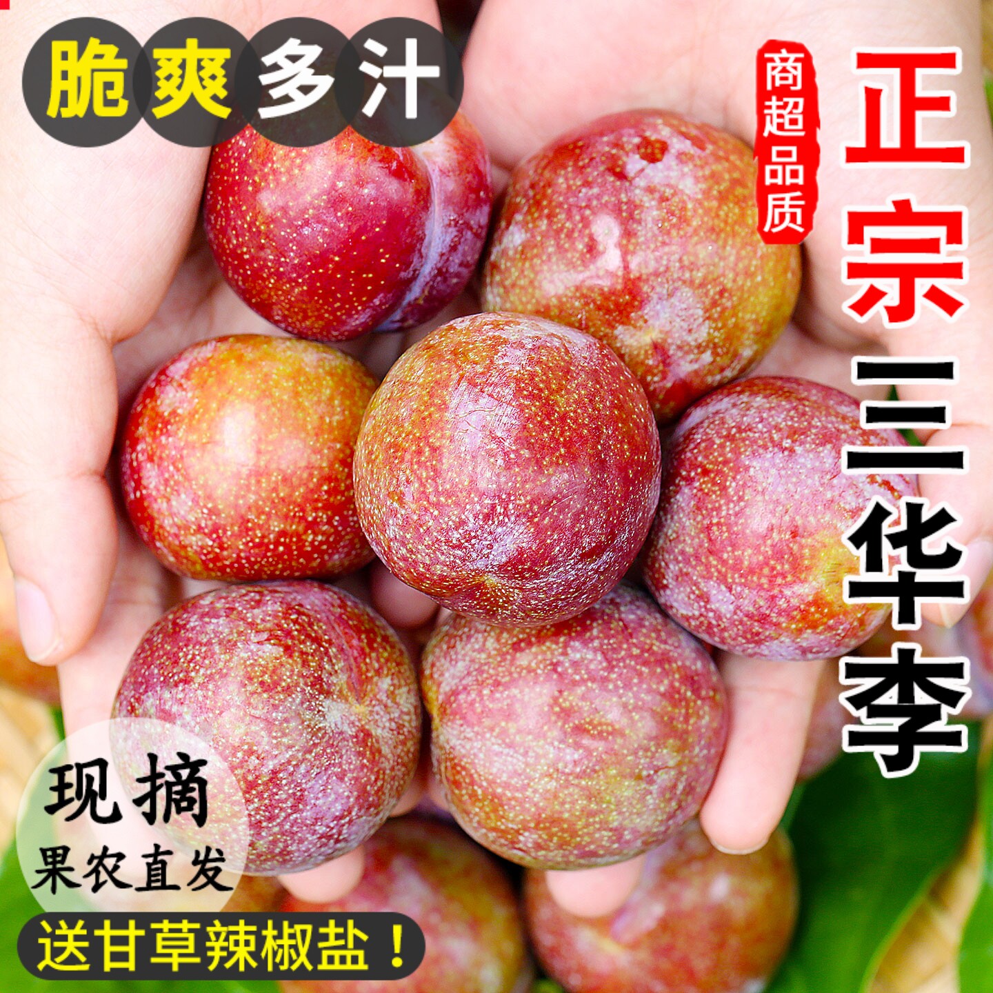 现摘李子广东三华李新鲜水果红心李红肉脆李孕妇水果酸脆李子大果