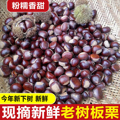 2025新板栗上市云南本地老树毛板栗树上熟生吃香脆甜熟吃粉面香甜