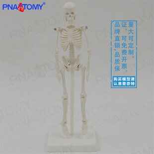 速发22节m小型白色全身人体骨骼模型骷髅骨架玩具圣c可蒙卸启拆美