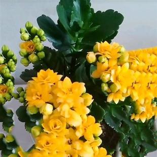 速发2020新品长年花盆栽绿植重瓣非洲红宝石红色长寿花过寿送礼佳