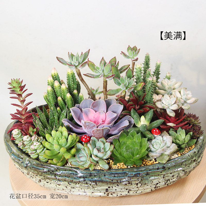 速发多肉植物组合套餐种好成品热销室内台窗台喜不怕晒盆栽礼品花