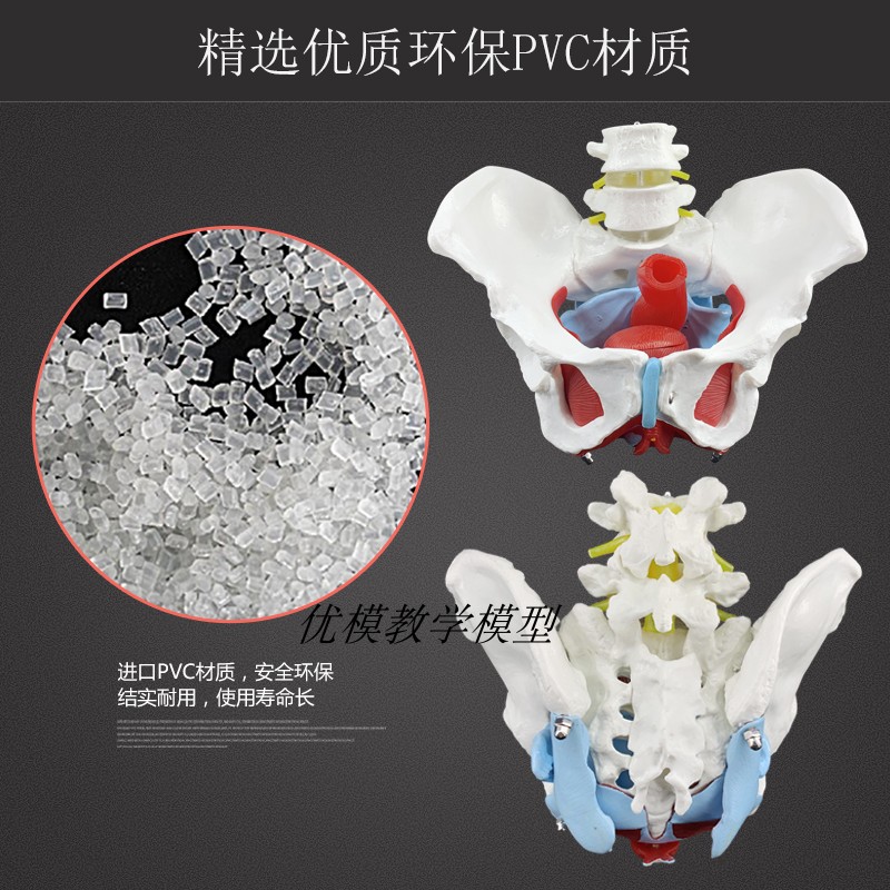 速发性结盆生殖器官模型 盆腔盆底肌骨构 骨盆附盆底肌二节腰椎模