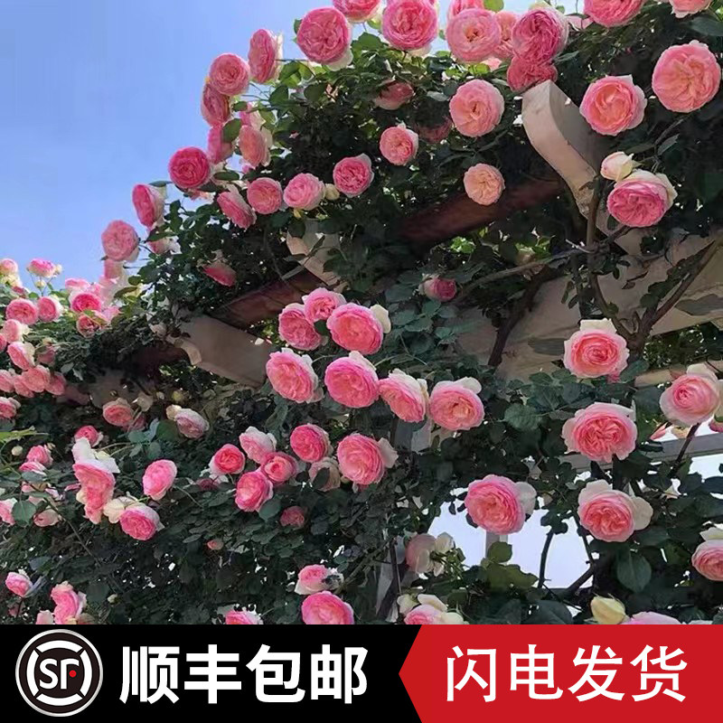 速发蔷薇花苗玫藤植物庭院浓香爬墙爬瑰盆栽藤本月四特大花卉季季