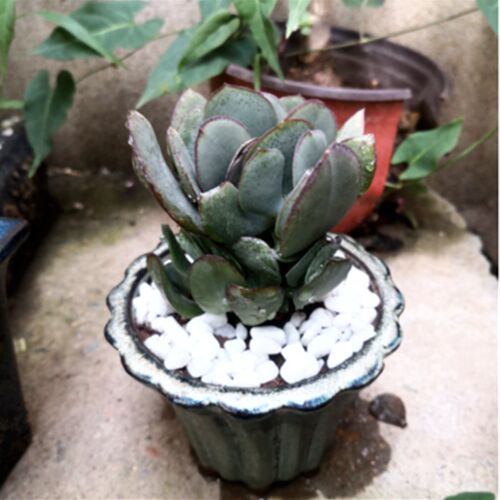 速发蓝鸟玉树多肉植物花卉绿植盆栽多肉植物新品满包邮