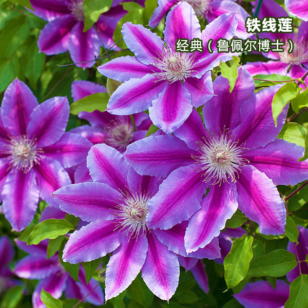 速发铁线莲爬藤植物盆栽重瓣大花大苗庭院台藤本攀援花卉多季开带