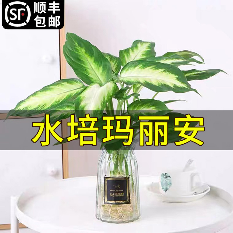 速发玛丽安盆植年红水培栽物年内室青桌面四季好养水养绿植花卉