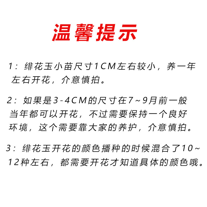 速发二十颗实生绯花玉小苗 菲花玉新手开花仙人球套餐多肉盆栽