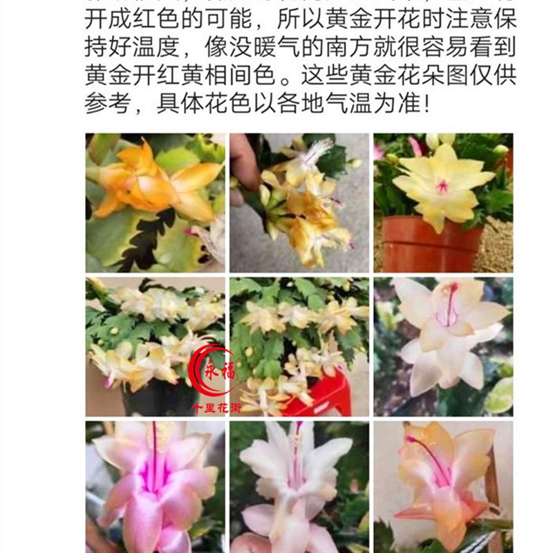 现货速发脚趾蟹爪兰带花苞大苗四季花卉盆栽室内台蟹爪莲带根土当