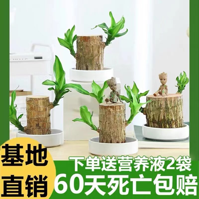 速发水植培物木幸办木开花运公室客厅室内水养盆栽小树人遇水就活