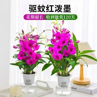 速发石斛兰水培泼墨粉黛水养室卉植物室内花客厅办公花盆栽带花苞