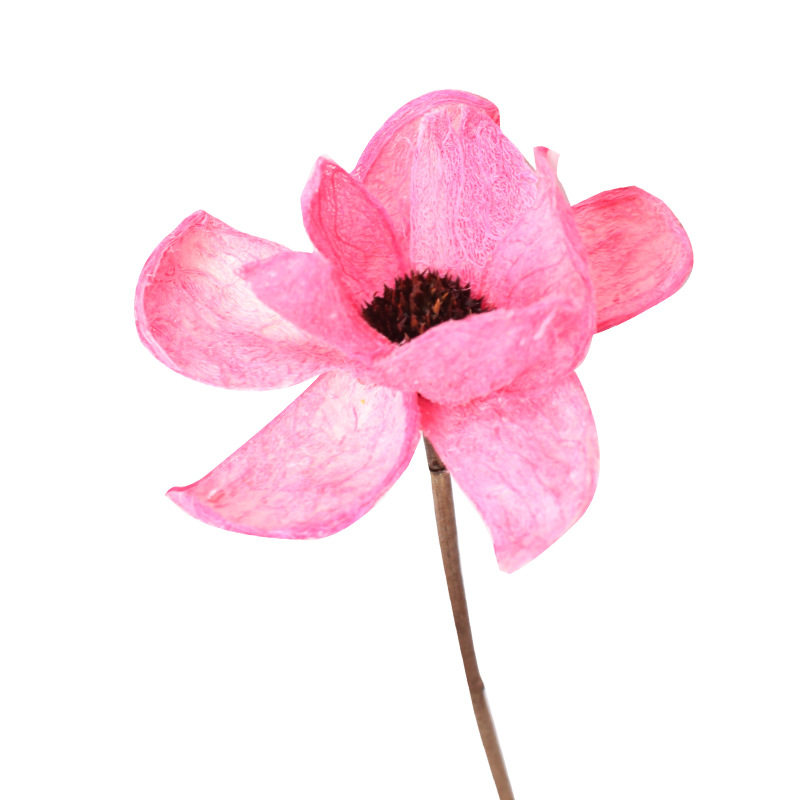 速发【赞花村】染色芙蓉花 云南干花花束 家庭装饰文艺拍摄道具永