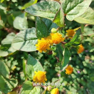 新鲜天文草苗纽扣草小铜锤雨伞草黄花苦草山骨皮新鲜散血草包邮