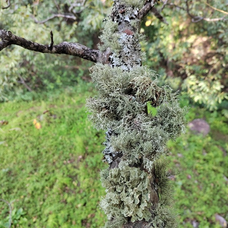 云南特产树花菜树皮树花树胡子凉拌菜山珍干货树毛菜