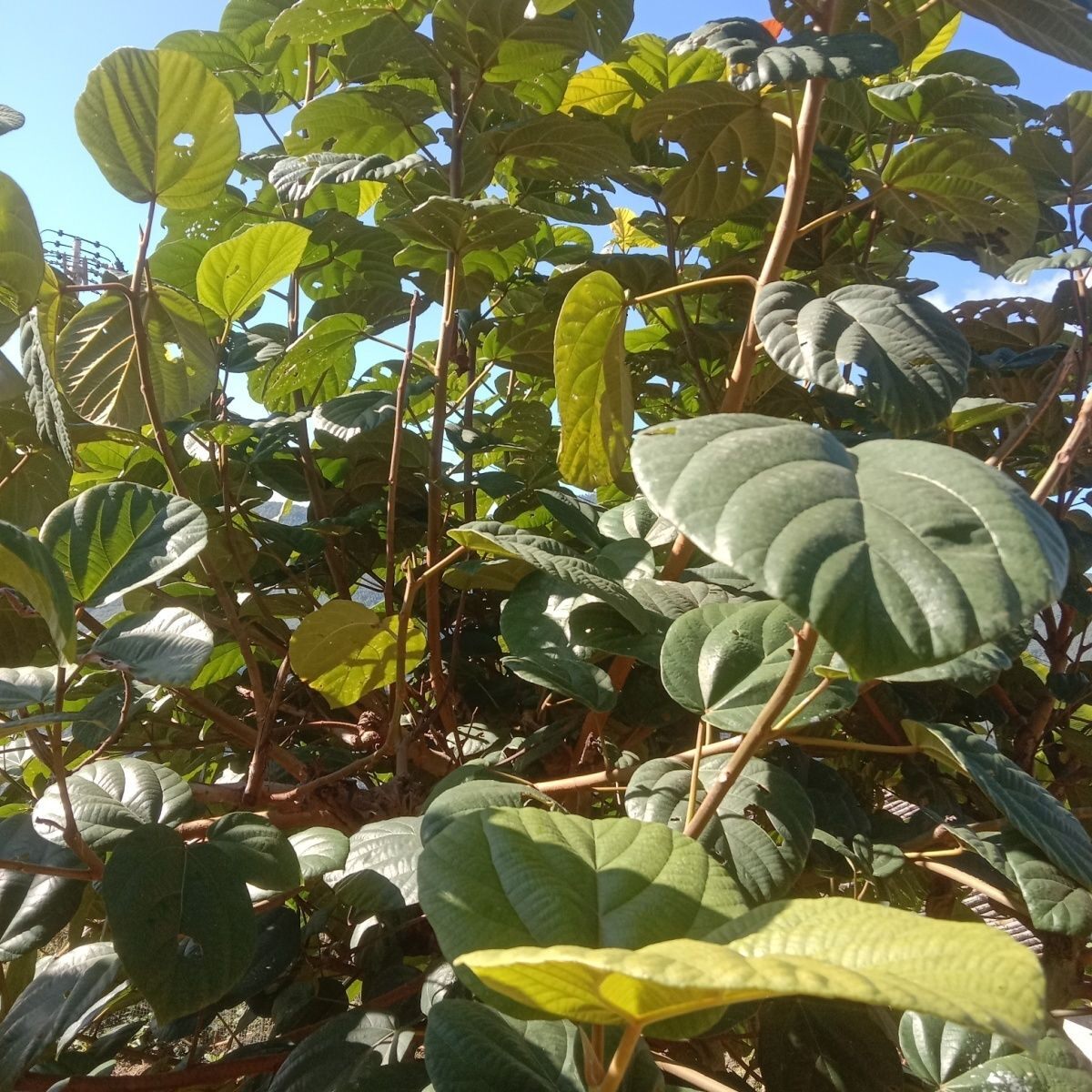 大果榕鲜叶云南超大无花果鲜叶巨拟叶螽冠脉螽斯专吃食物叶片