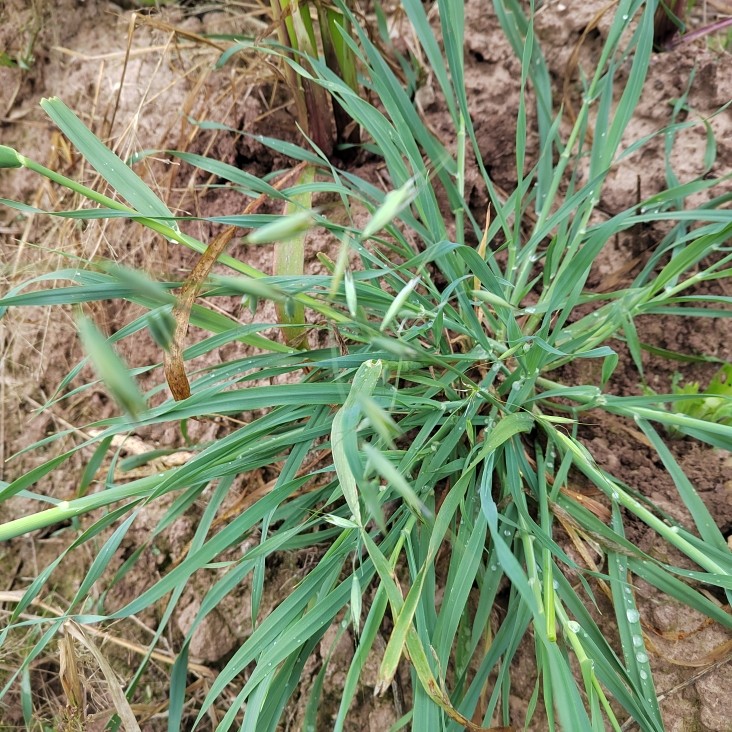 云南燕麦草中药材野麦子壳燕麦穗野麦草乌麦野浮小麦壳雀麦正宗