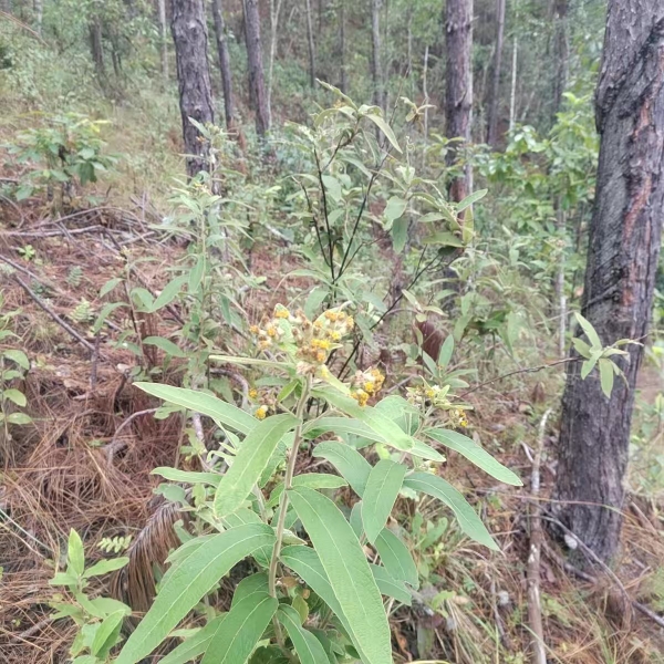 闽南过饥草白面风根 寻骨风根 羊耳菊 山白芷 过饥草白毛将军