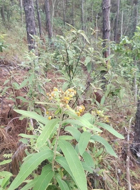 闽南过饥草白面风根 寻骨风根 羊耳菊 山白芷 过饥草白毛将军