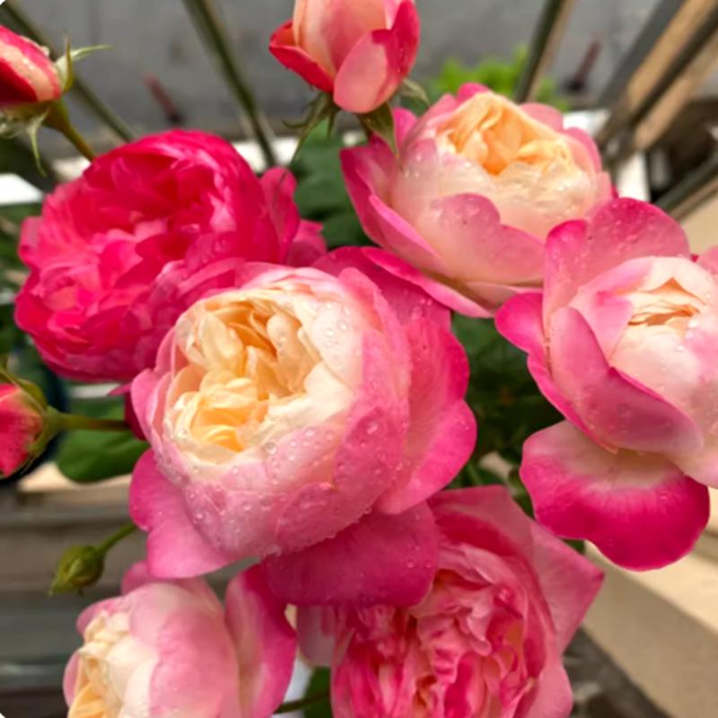 和室月季花苗四季开花丰花包子观花阳台玫瑰大花浓香花卉盆栽绿