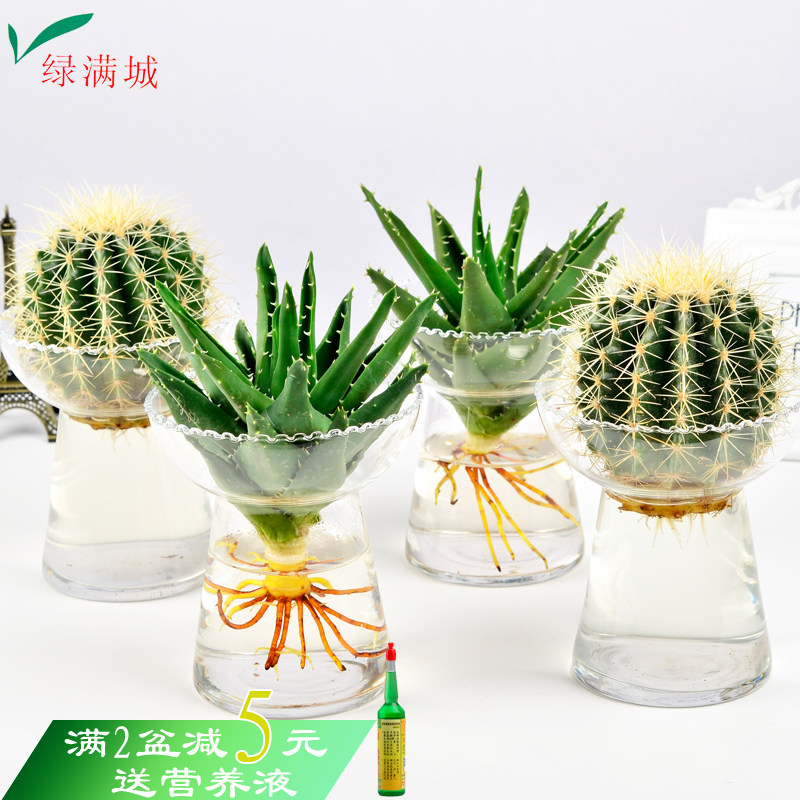 现货速发金琥仙人球室内水养水生花卉办公桌芦荟水培龙雷龙舌兰盆