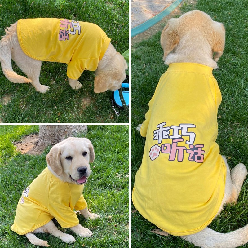 现货速发夏天衣服中大型犬薄款T恤金毛拉布拉多边牧夏季柔软透气