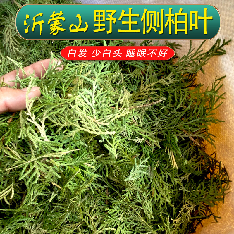 速发山柏叶洗头干柏树叶子做煮水洗用头扁柏叶少白头沂蒙侧新货侧