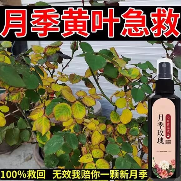 月季玫瑰营养液防黄叶生长